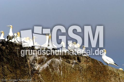 Basstölpel (12 von 24).jpg